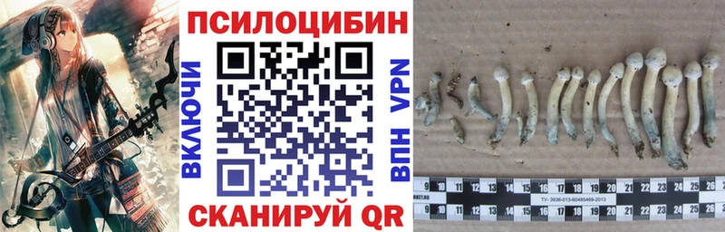 Псилоцибиновые грибы Cubensis  закладки  Черкесск 