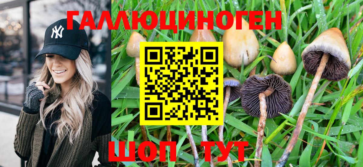 наркота  Черкесск  Псилоцибиновые грибы Magic Shrooms 